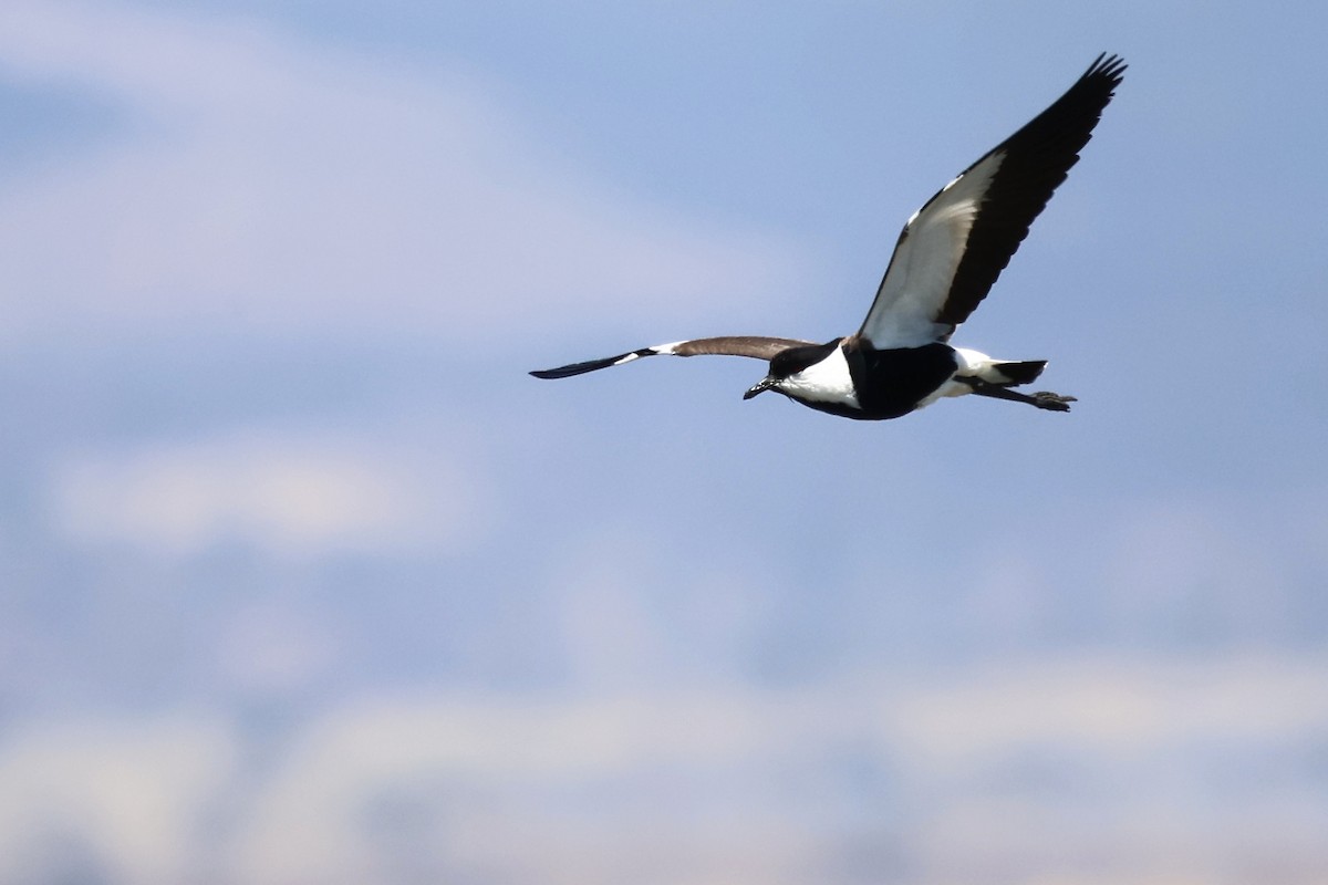 Spur-winged Lapwing - ML620437087