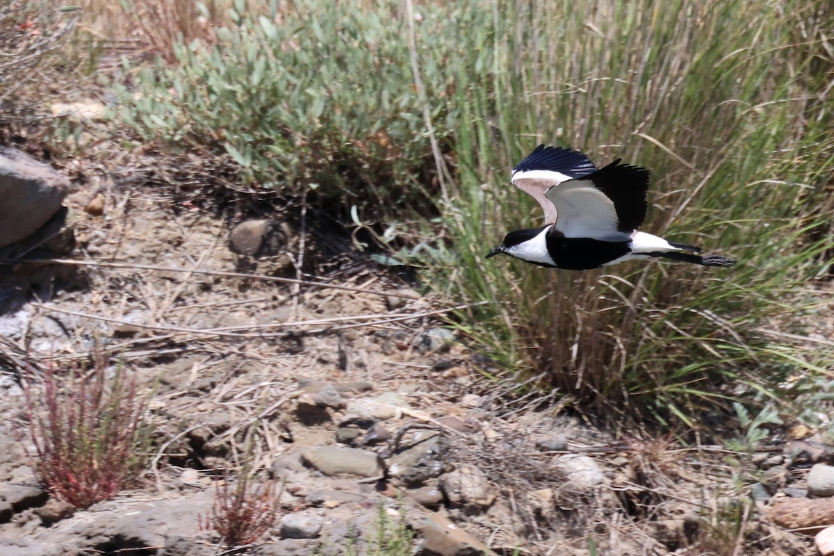 Spur-winged Lapwing - ML620437088