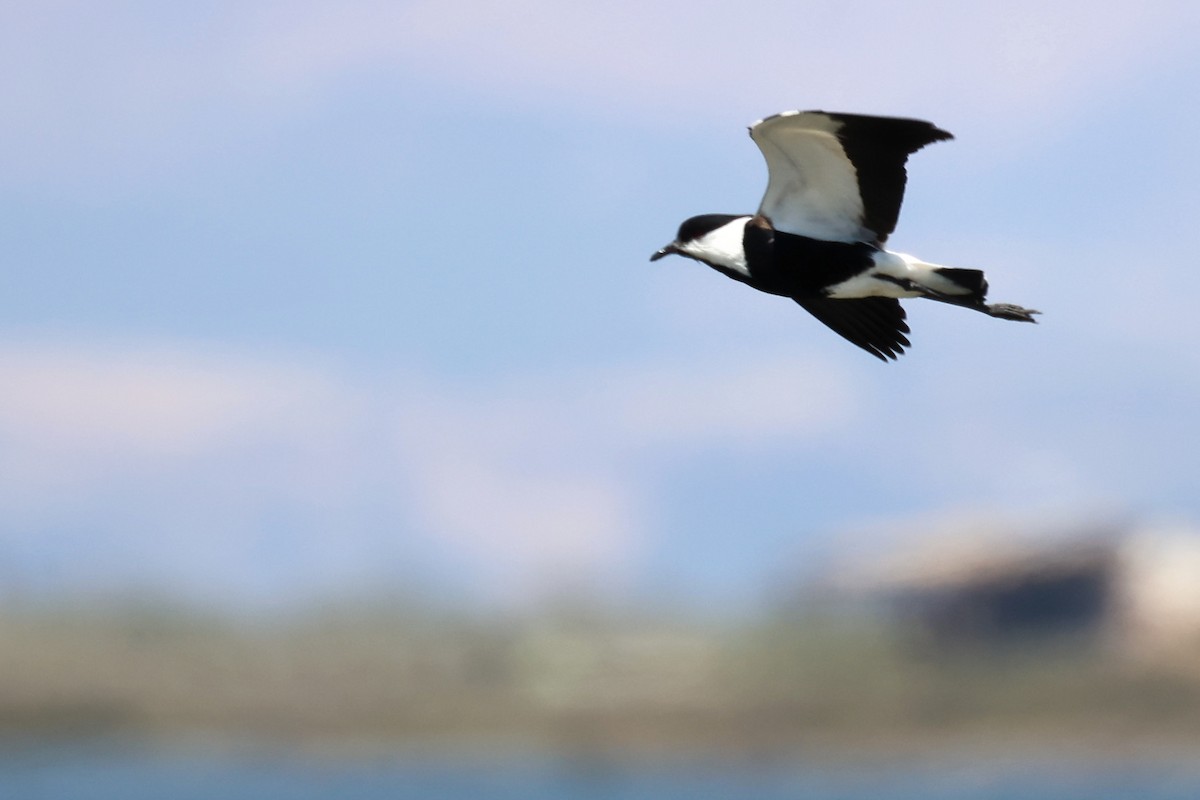 Spur-winged Lapwing - ML620437091