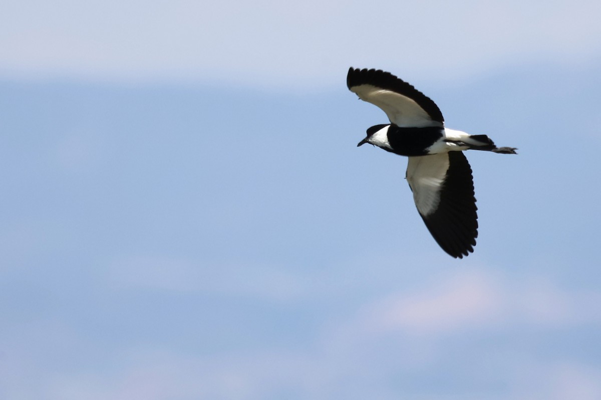 Spur-winged Lapwing - ML620437092