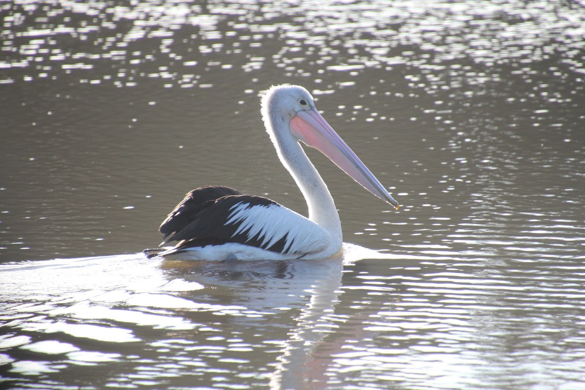 Australian Pelican - ML620437093