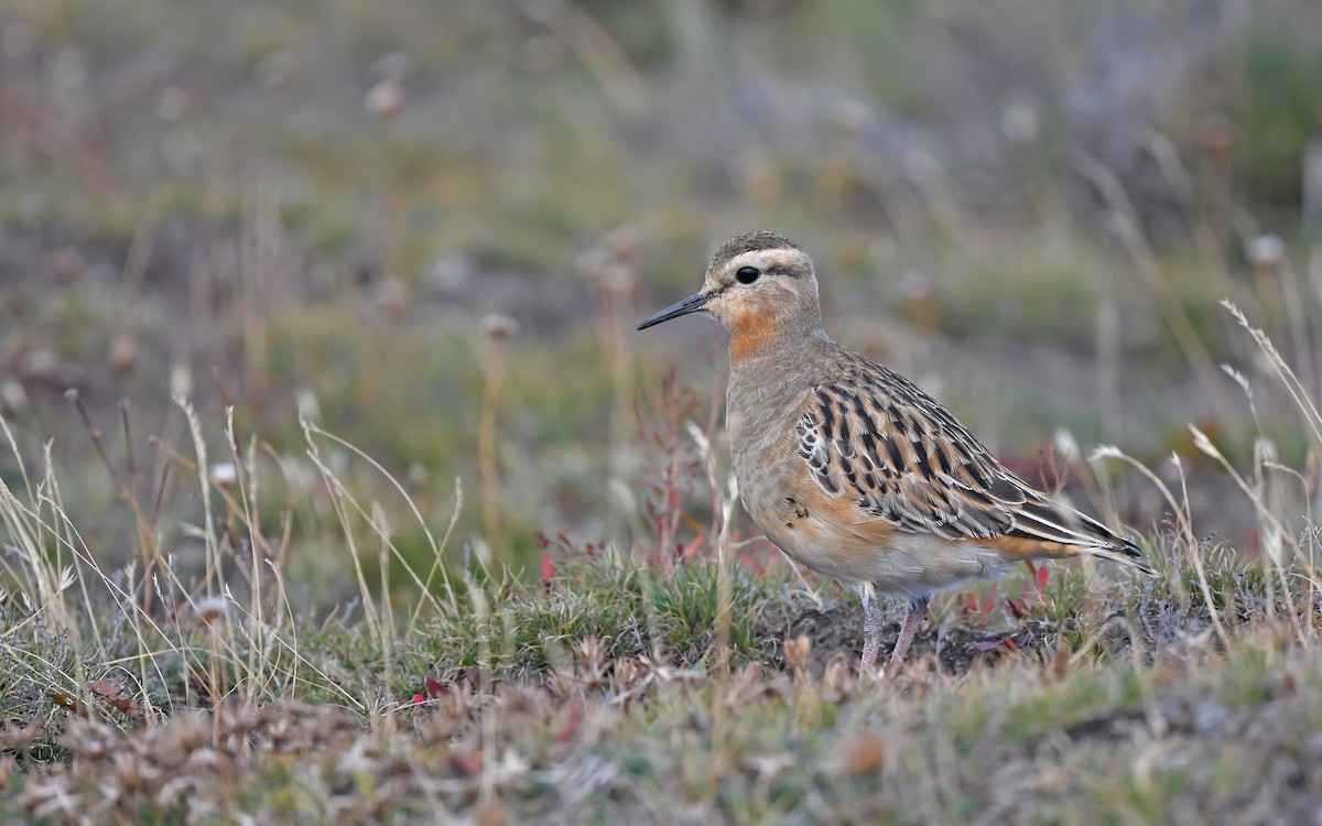 Tawny-throated Dotterel - ML620437097