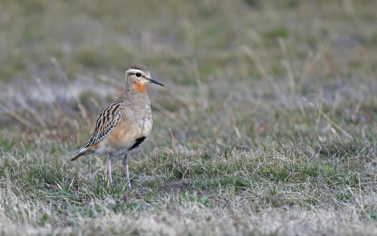 Tawny-throated Dotterel - ML620437098