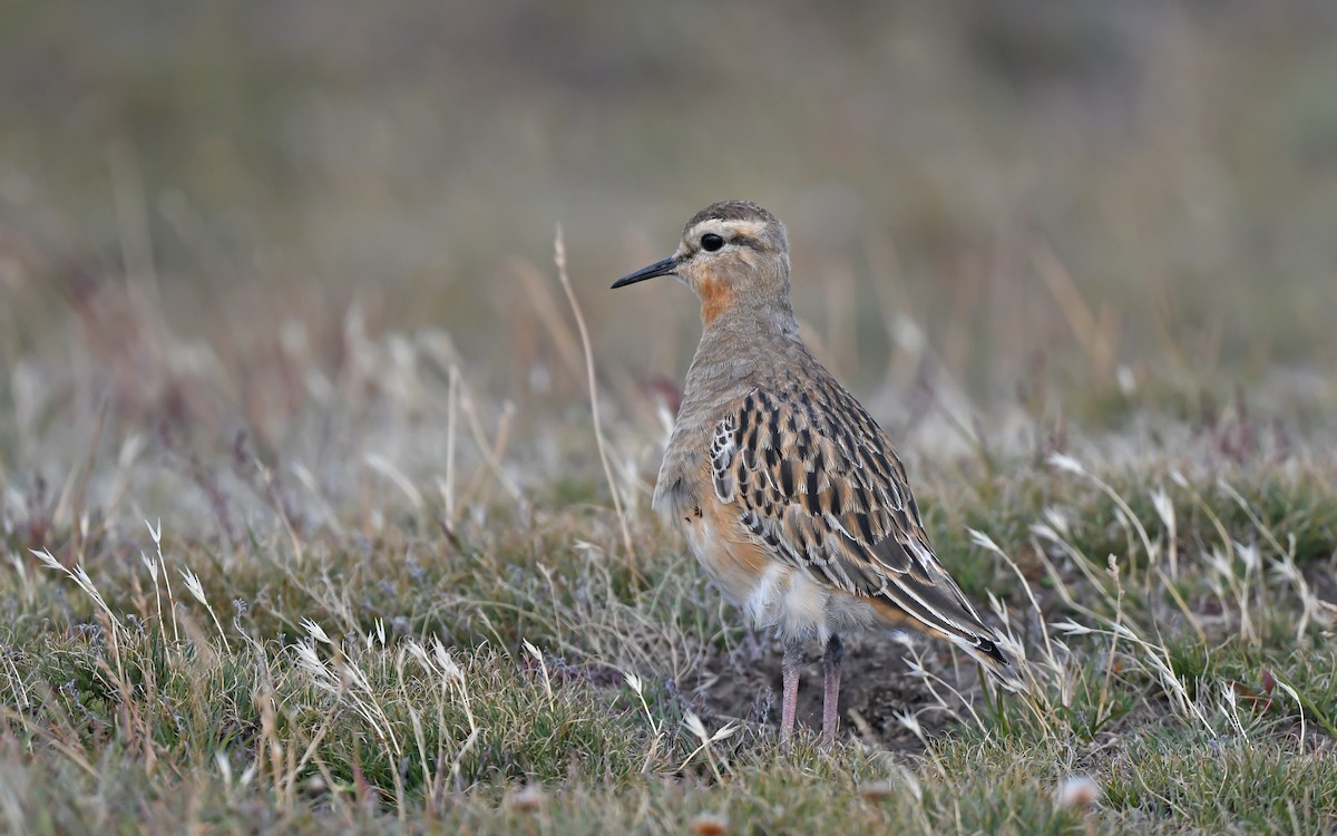 Tawny-throated Dotterel - ML620437099