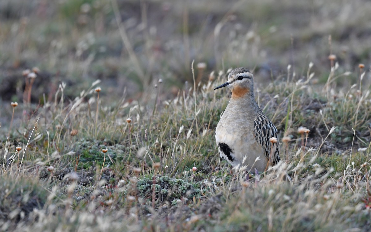 Tawny-throated Dotterel - ML620437100