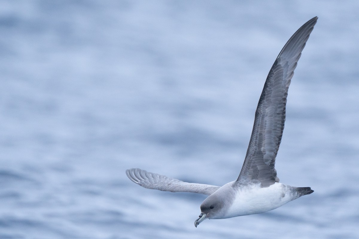 Gray Petrel - ML620437107