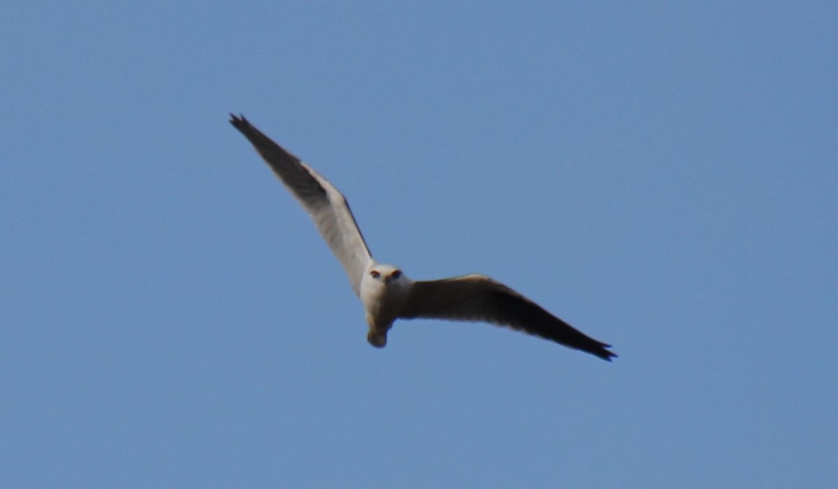 Black-shouldered Kite - ML620437109