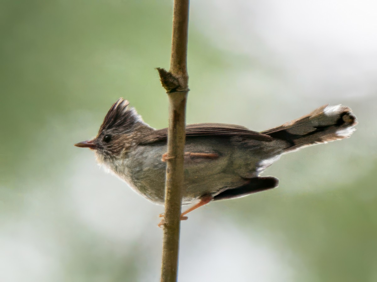 Striated Yuhina - ML620437110