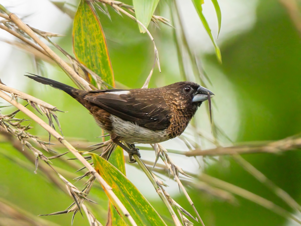 White-rumped Munia - ML620437112