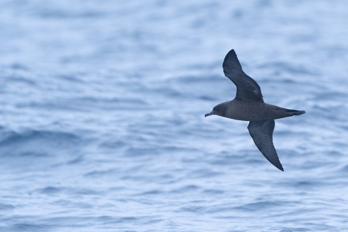 Short-tailed Shearwater - ML620437114