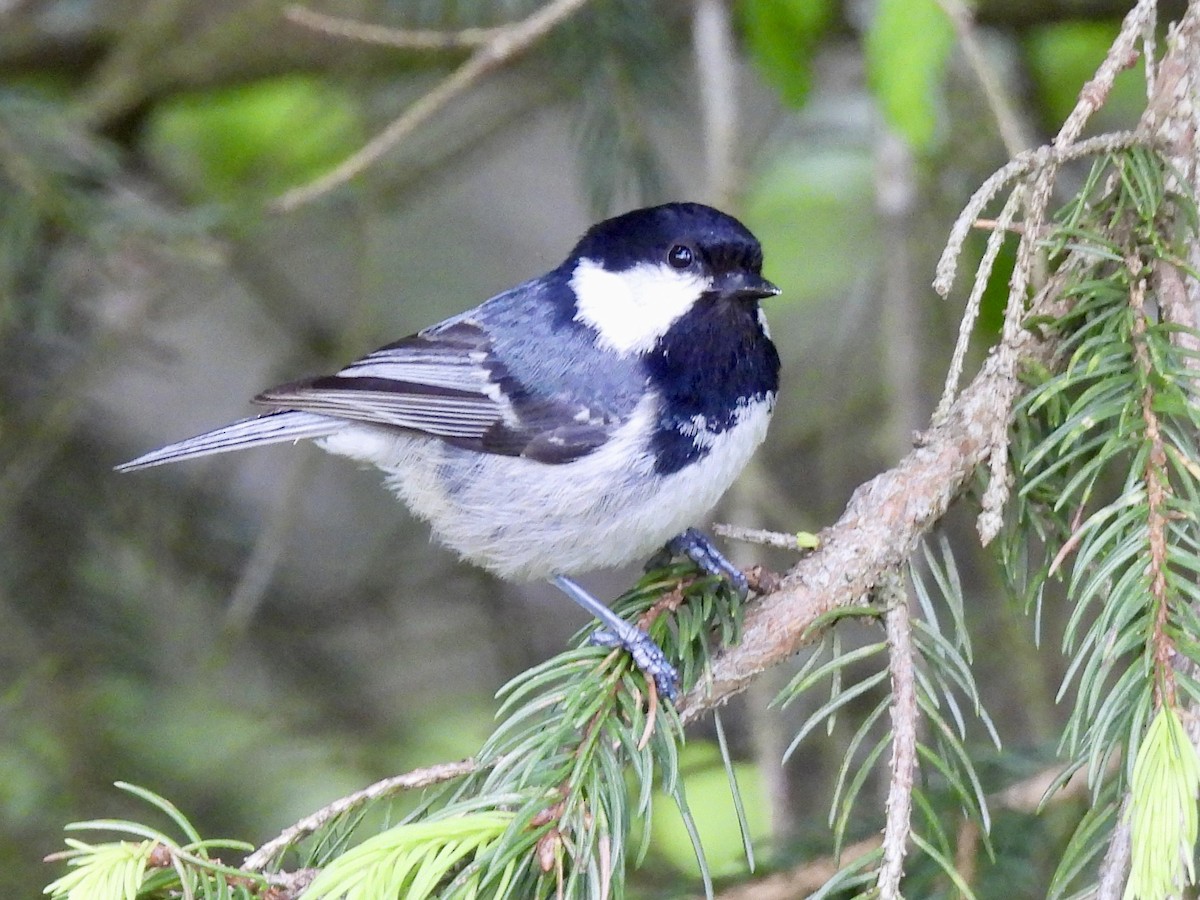 Coal Tit - ML620437118