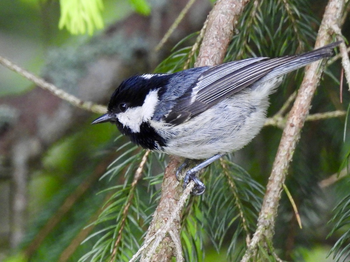 Coal Tit - ML620437120