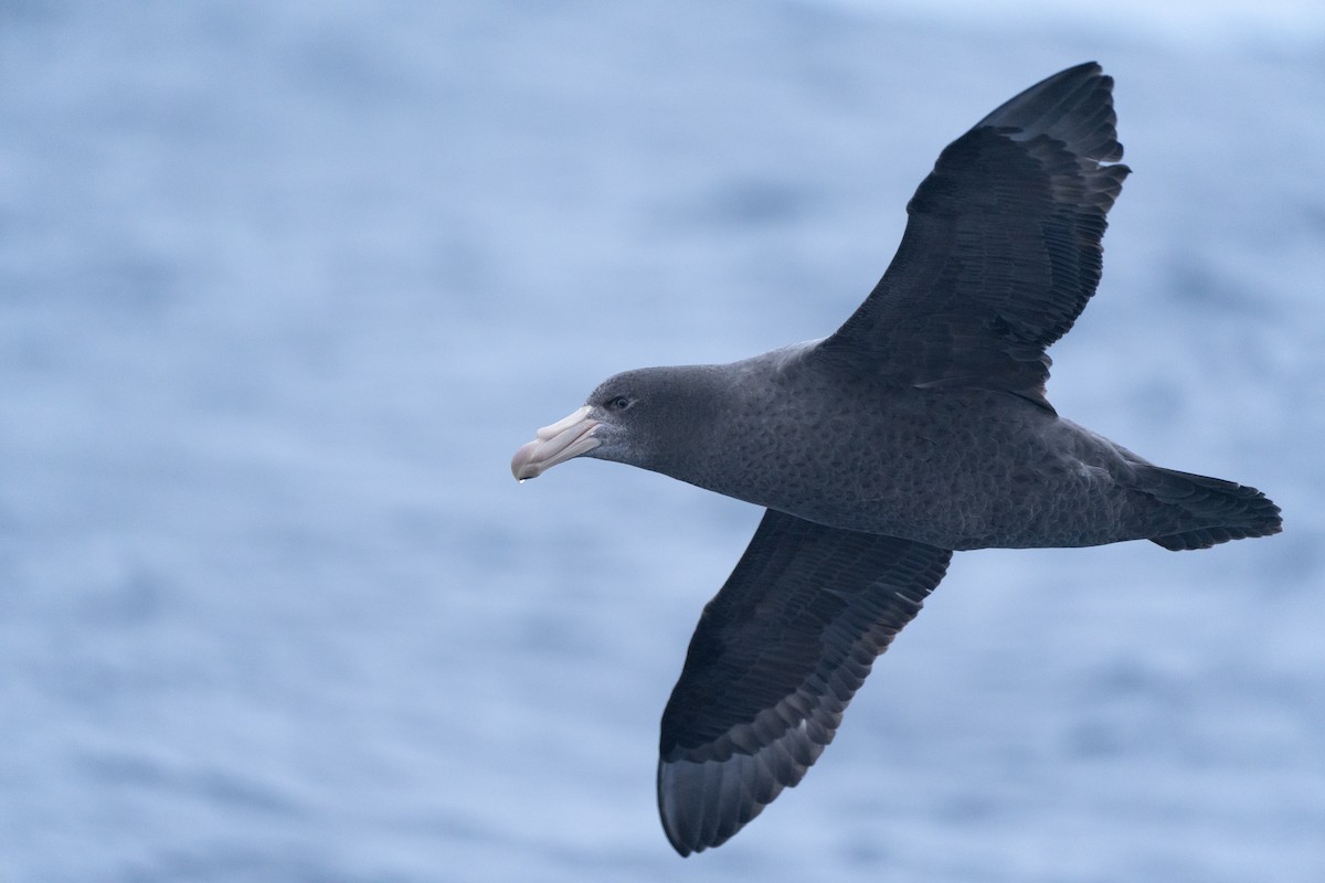 Northern Giant-Petrel - ML620437121