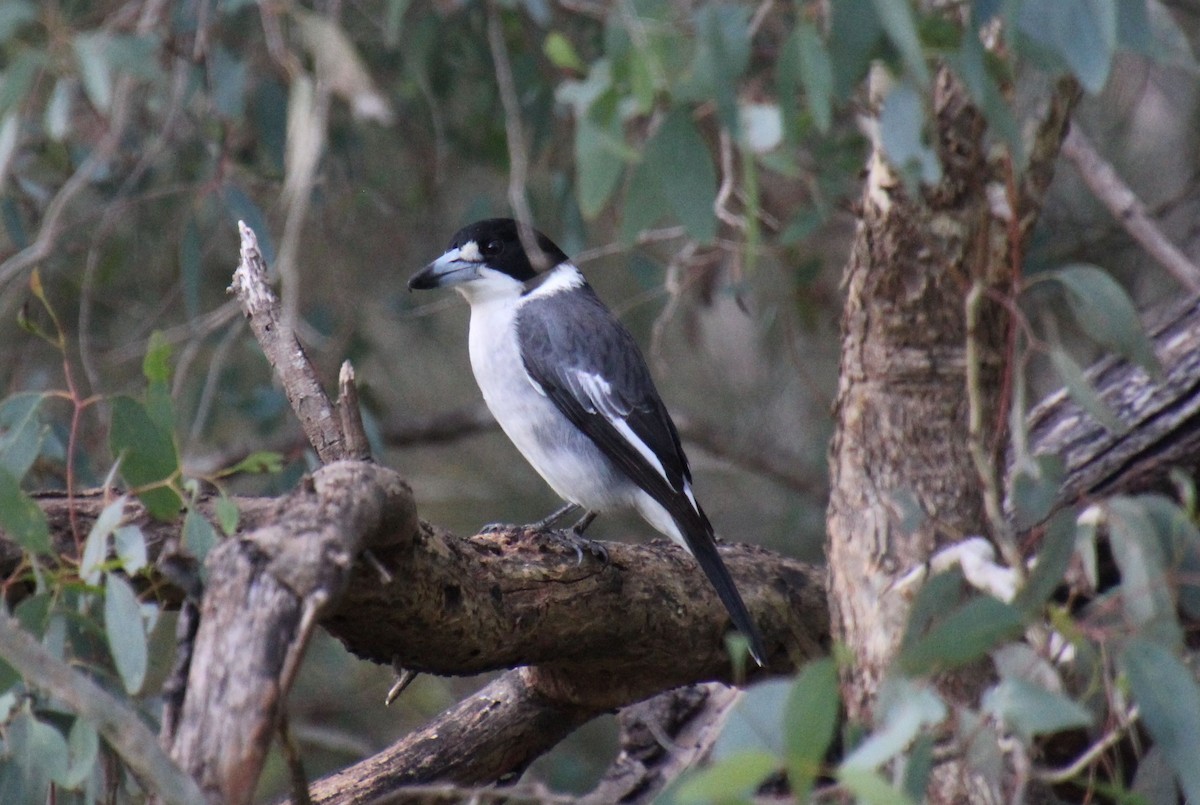 Gray Butcherbird - ML620437122