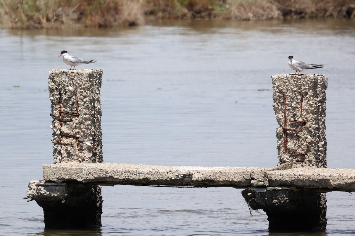 Common Tern - ML620437124