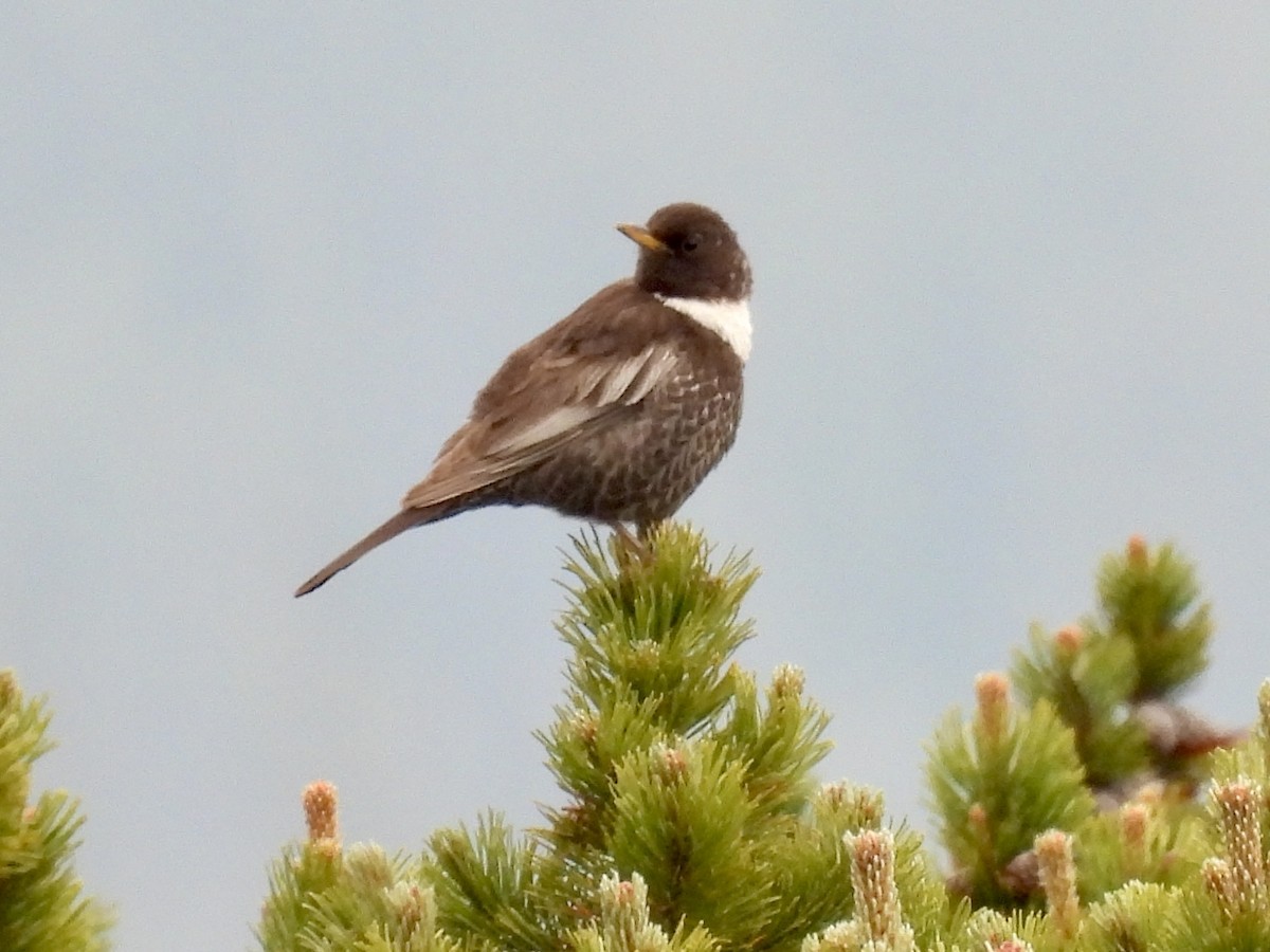 Ring Ouzel - ML620437129