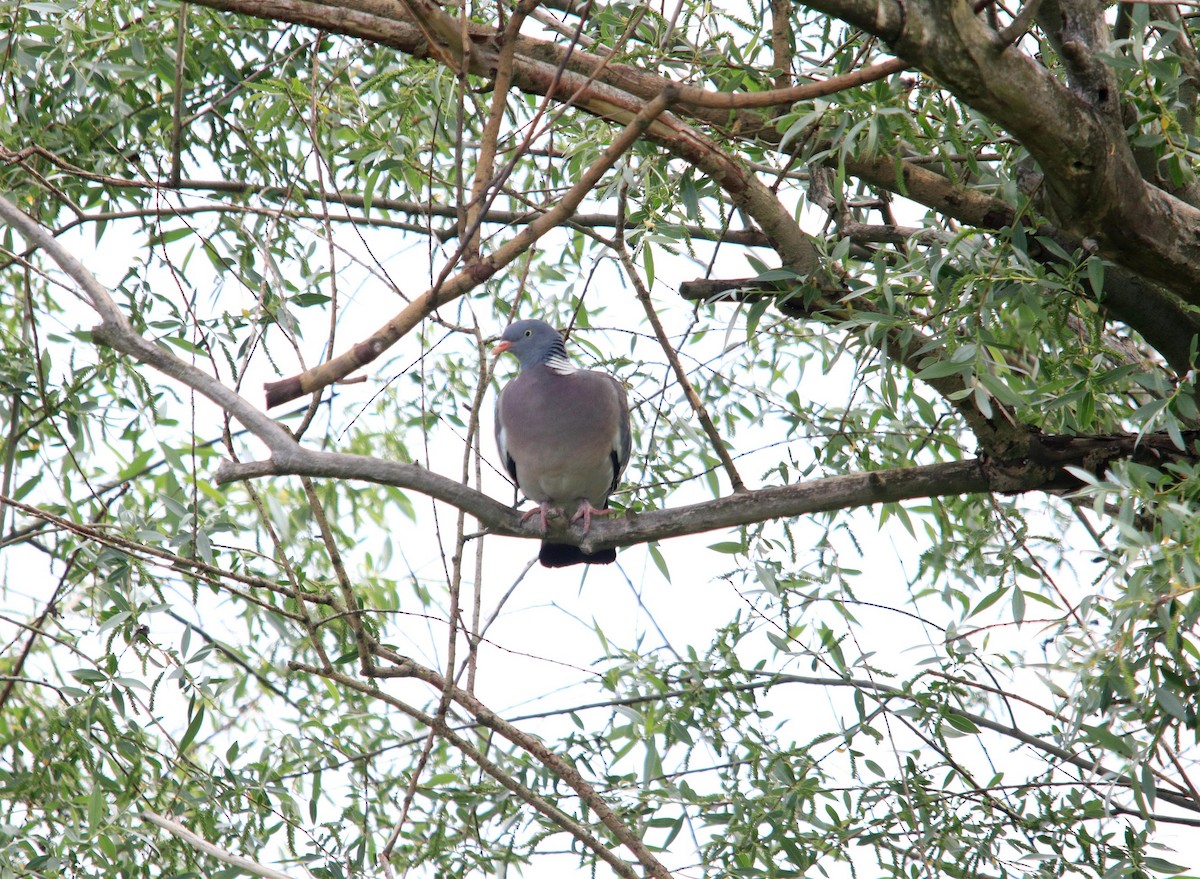 Common Wood-Pigeon - ML620437130