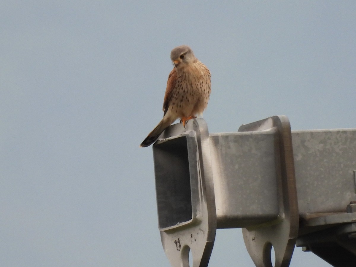 Eurasian Kestrel - ML620437131