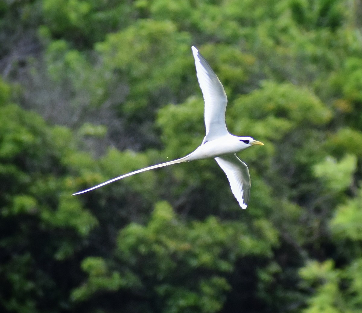 White-tailed Tropicbird - ML620437134