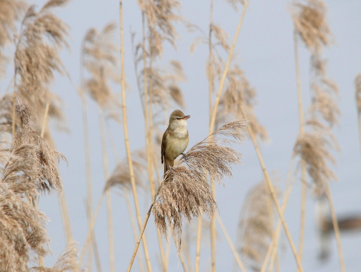 Common Reed Warbler - ML620437137