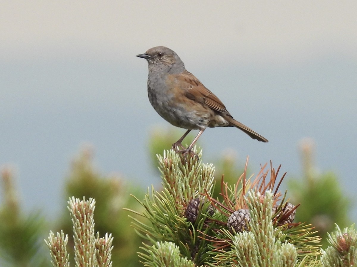 Alpine Accentor - ML620437138