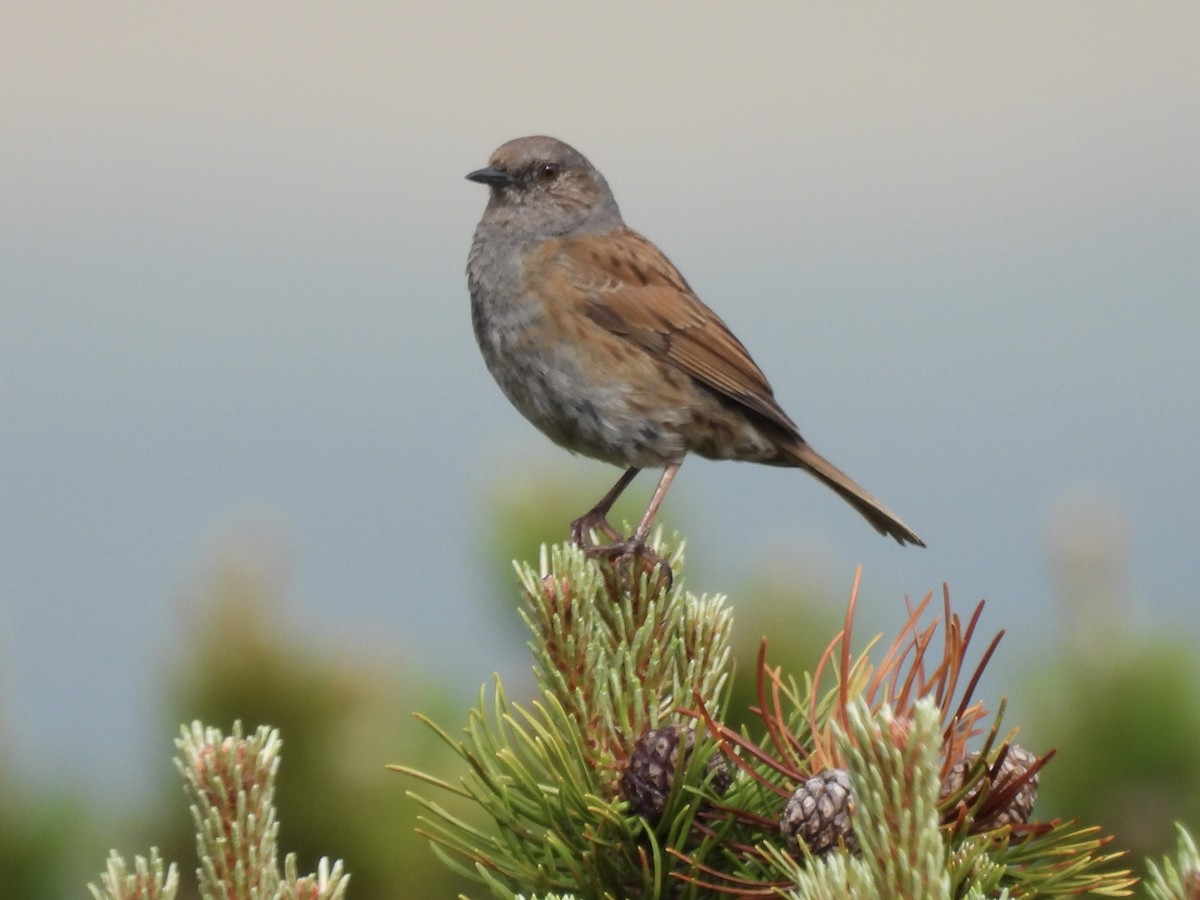 Alpine Accentor - Curtis Dykstra