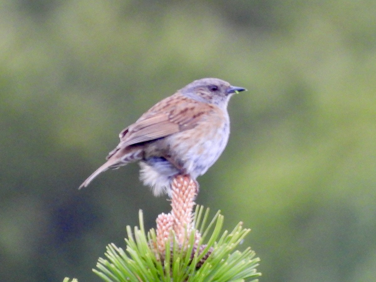 Alpine Accentor - ML620437140