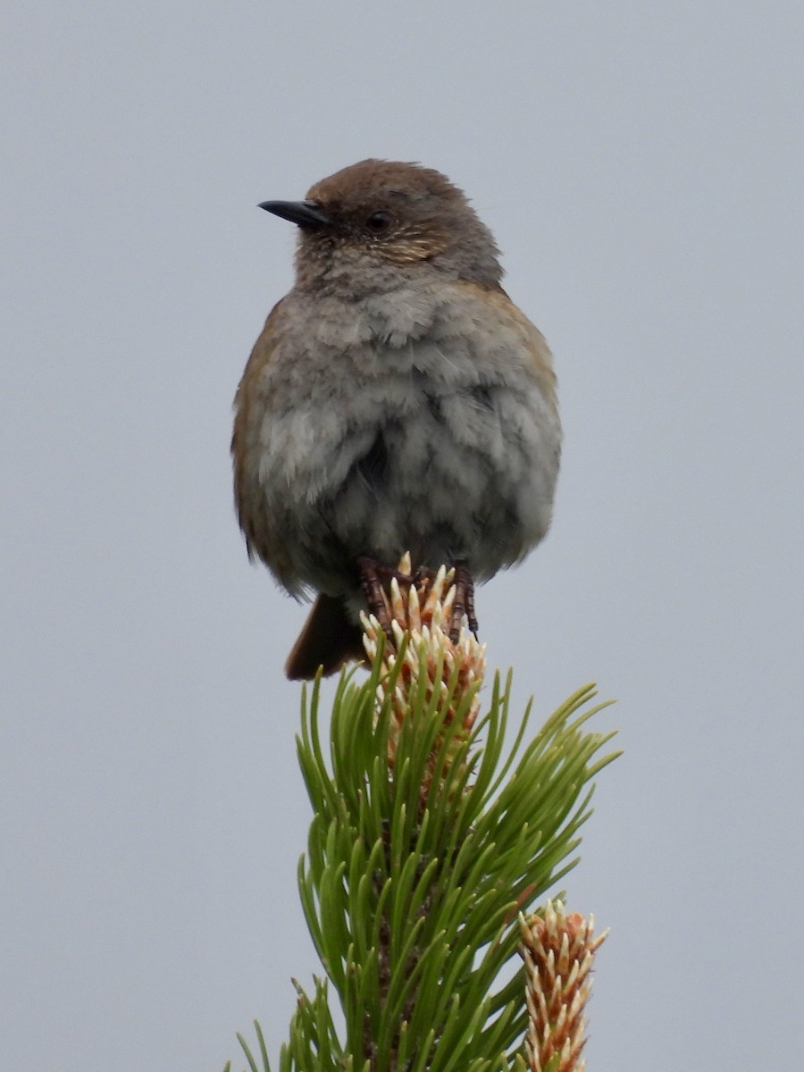 Alpine Accentor - ML620437141