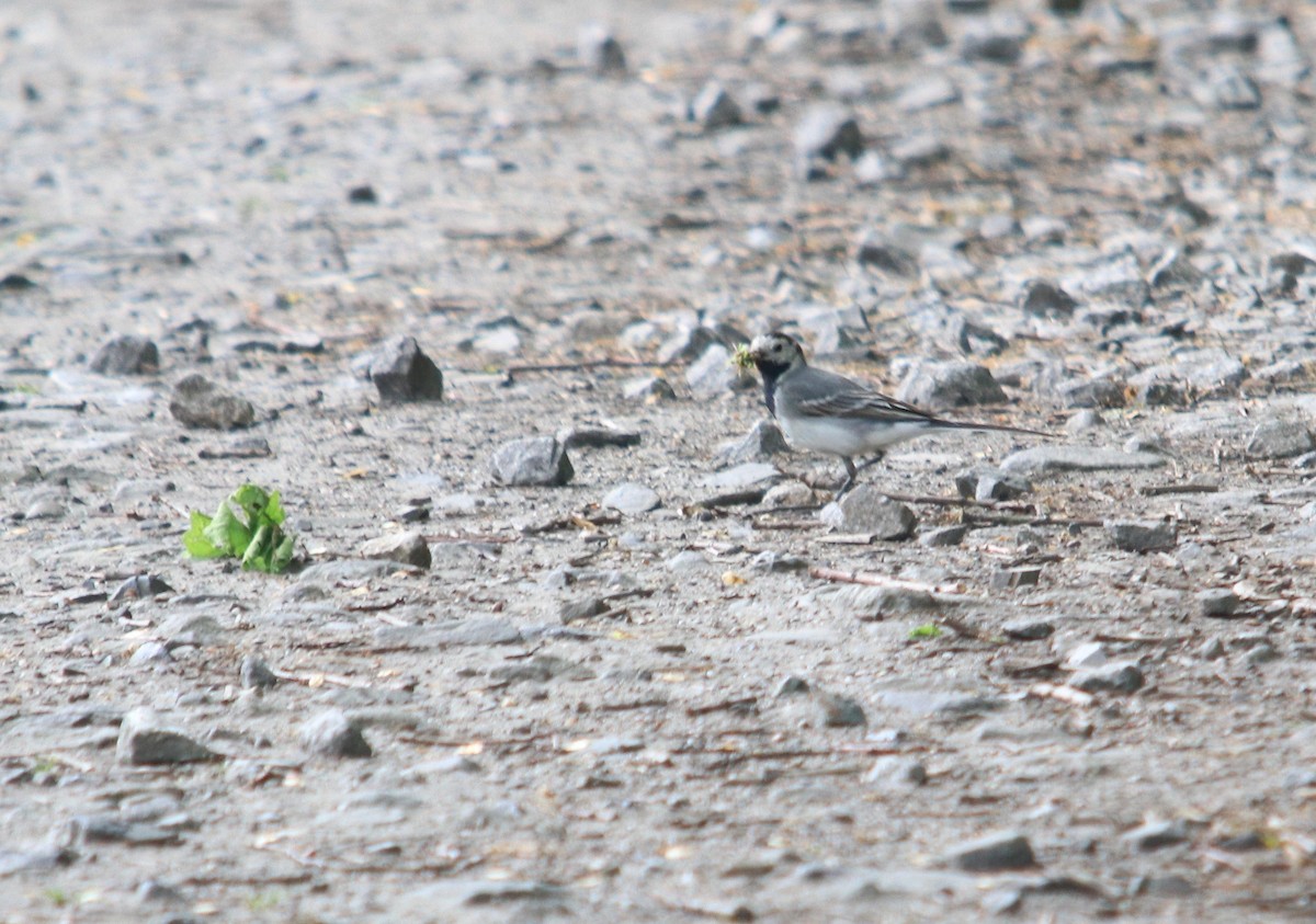 White Wagtail - ML620437142