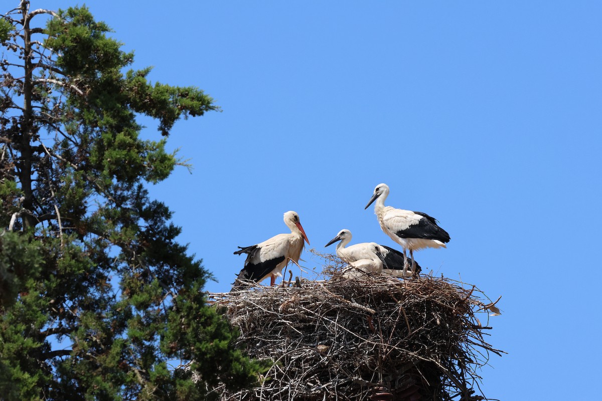 White Stork - ML620437144