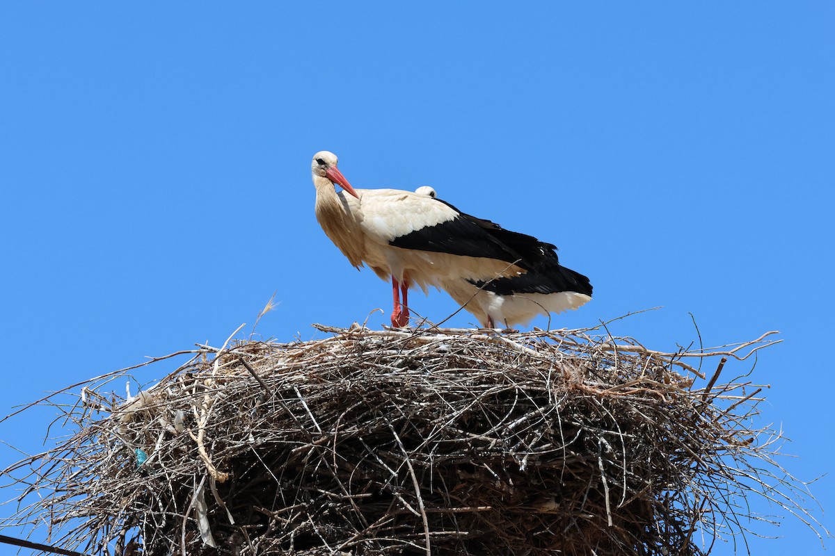 White Stork - ML620437145