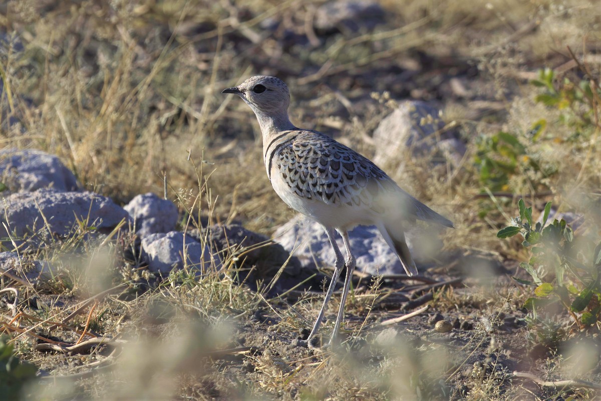 Double-banded Courser - ML620437147