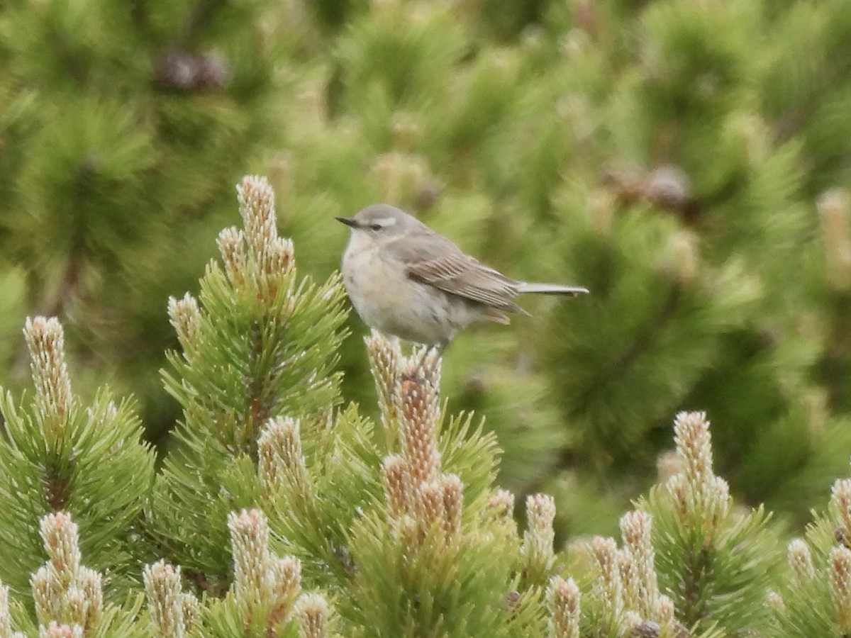 Meadow Pipit - ML620437149