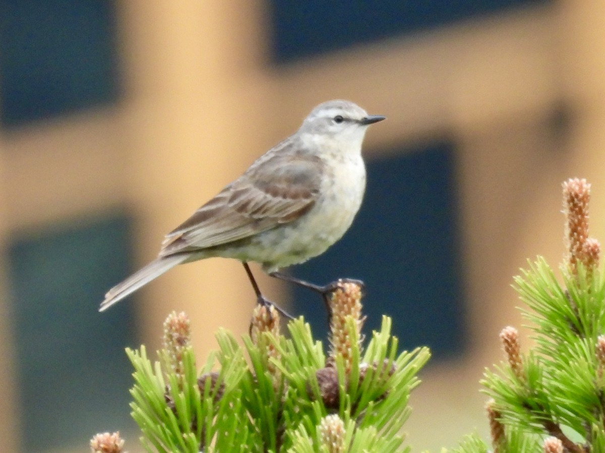 Meadow Pipit - ML620437150