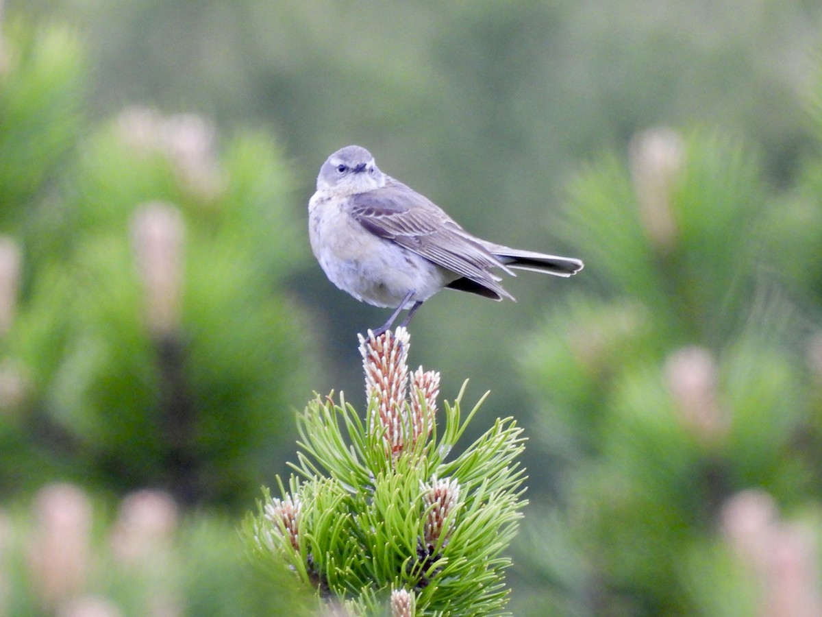 Meadow Pipit - ML620437152