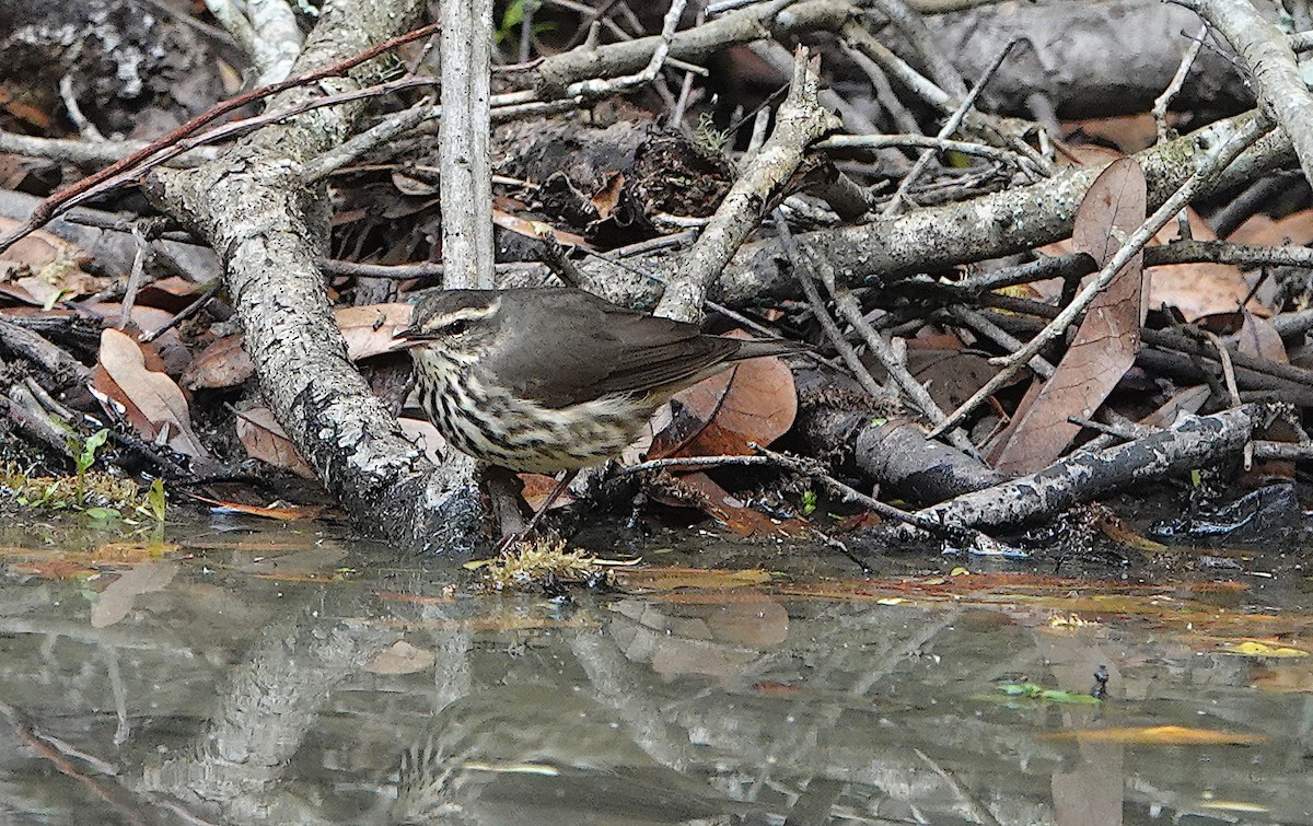 Northern Waterthrush - ML620437153