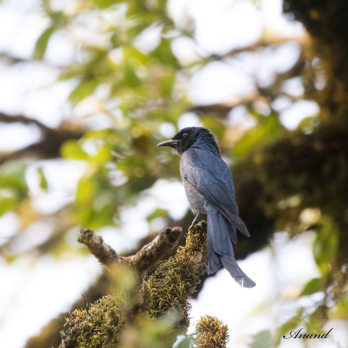 Ashy Drongo - ML620437155