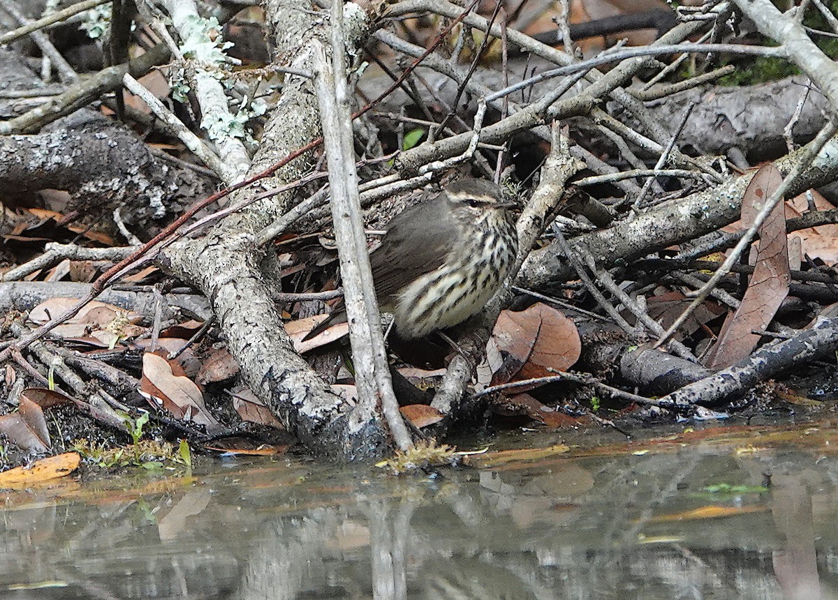 Northern Waterthrush - ML620437156