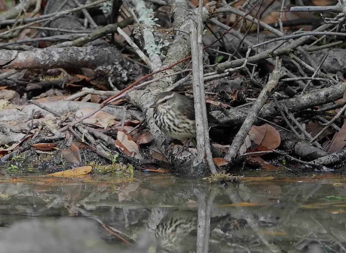 Northern Waterthrush - ML620437157