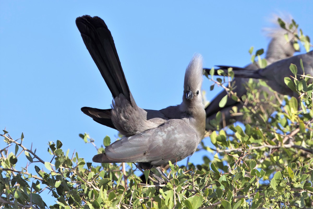 Turaco Unicolor - ML620437158