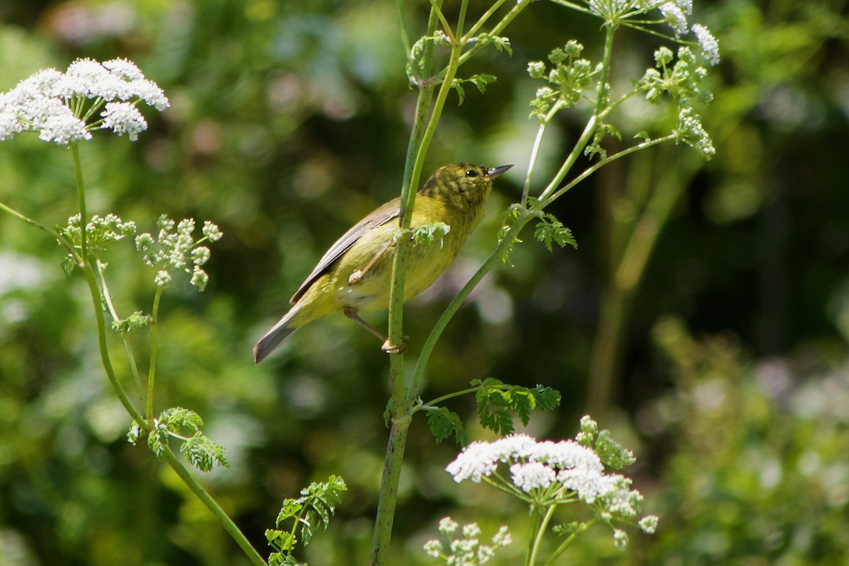 Orange-crowned Warbler - ML620437160