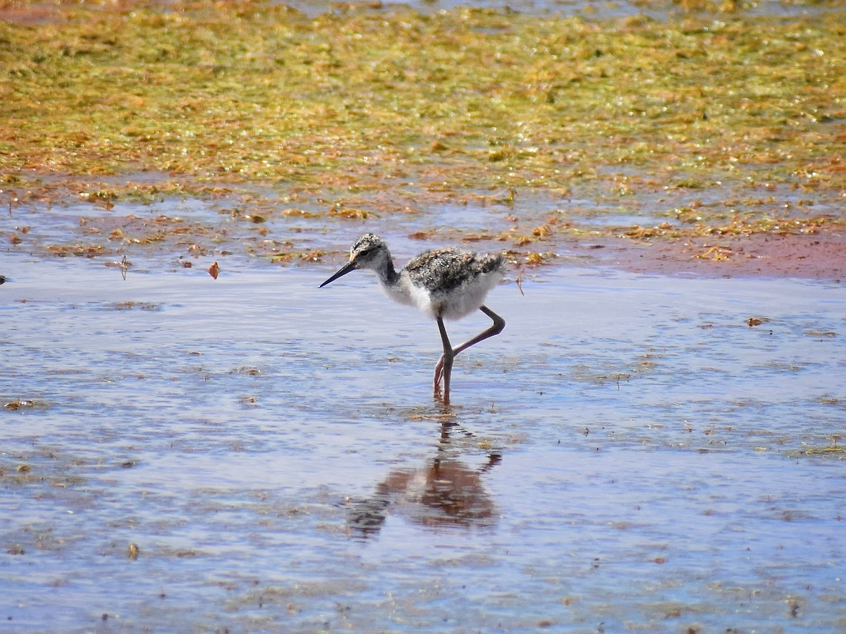 Black-necked Stilt - ML620437161