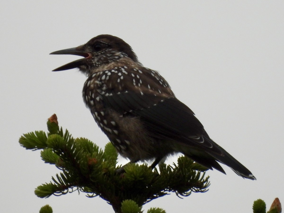 Eurasian Nutcracker - ML620437166