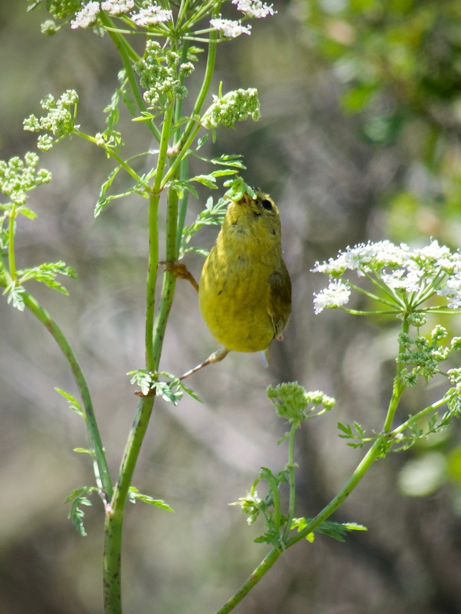 Orange-crowned Warbler - ML620437173