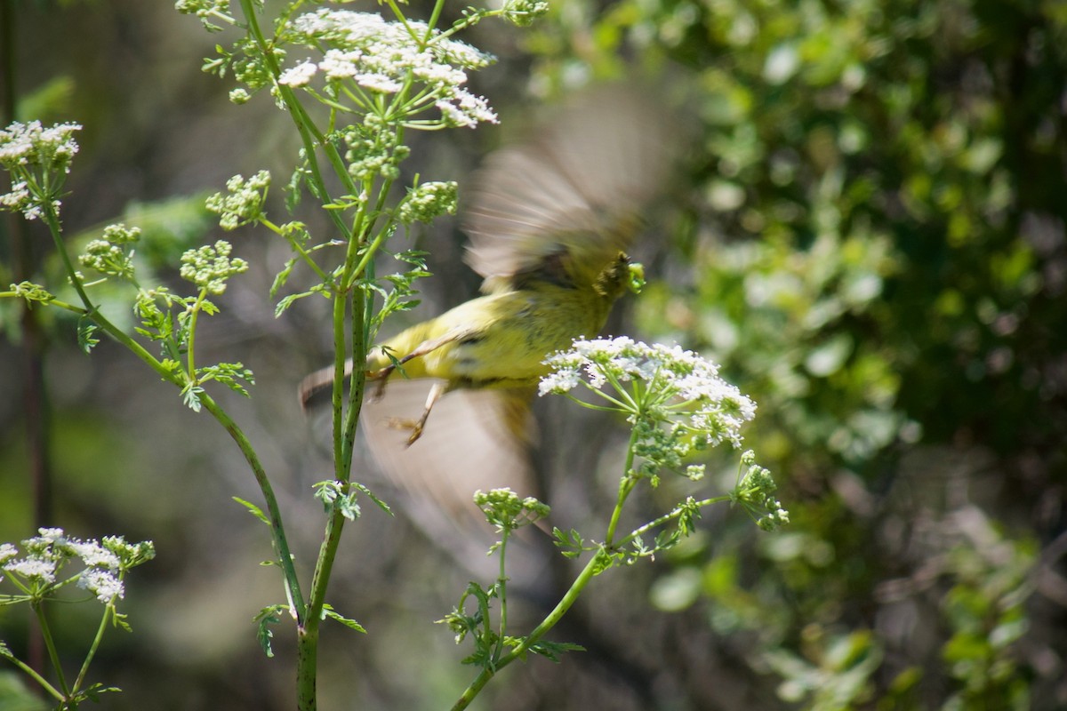 Orange-crowned Warbler - ML620437178