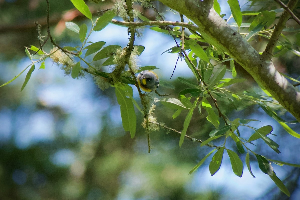 Northern Parula - ML620437183