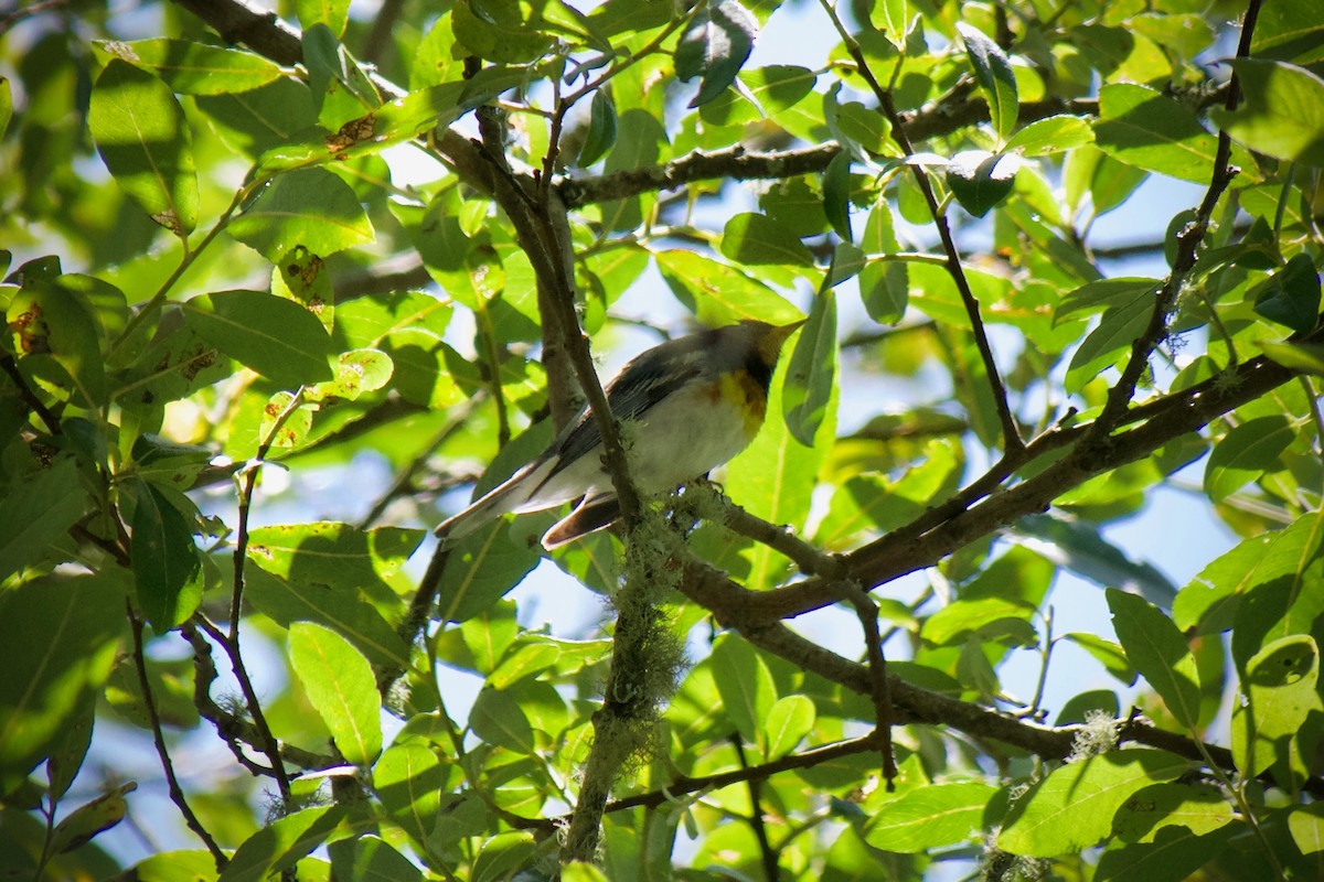 Northern Parula - ML620437188