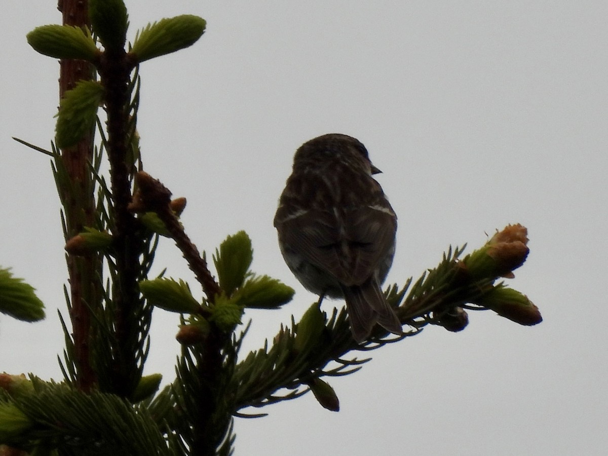 Lesser Redpoll - ML620437191