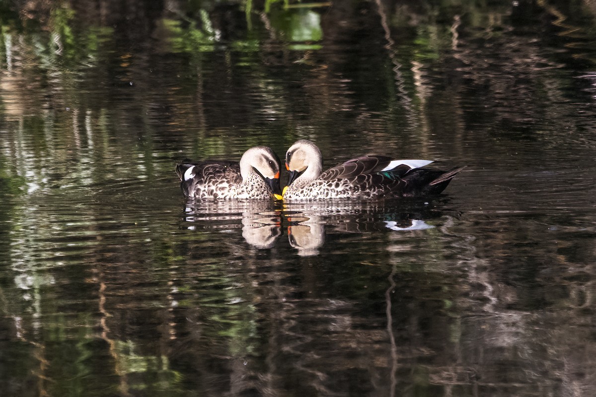 Canard à bec tacheté - ML620437193