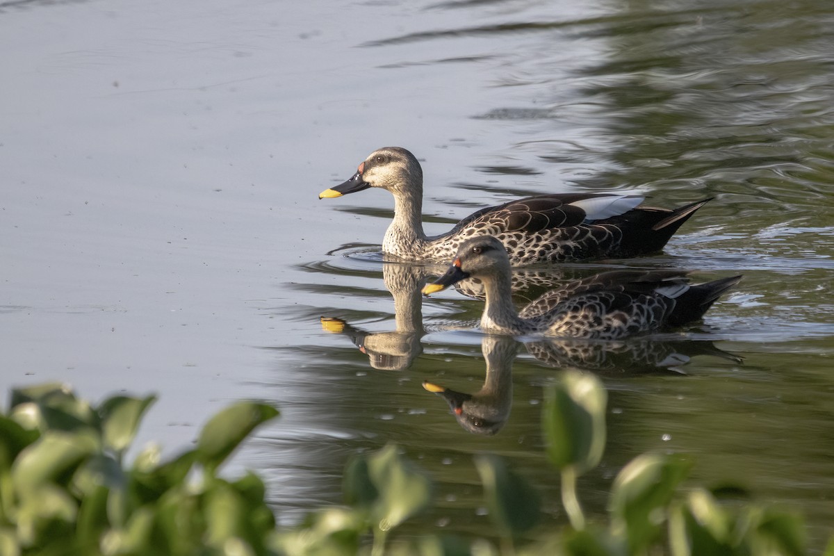 Indian Spot-billed Duck - ML620437194